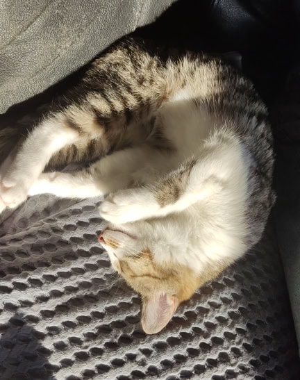 Katze in der Sonne liegend
