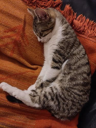 Katze auf dem Sofa - Hier ist es am schönsten