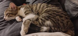 Katze auf dem Schoß liegend.