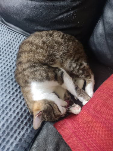 Pause - Katze schläft