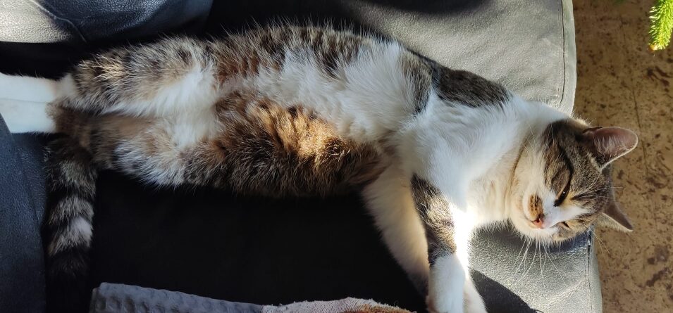 Eine Katze auf dem Sofa beim sonnen