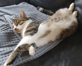 Katzen-Yoga