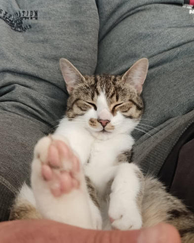 Katze im „Fernsehsessel“ :)