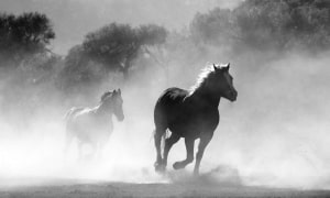 Zwei Pferde die über die Prärie rennen